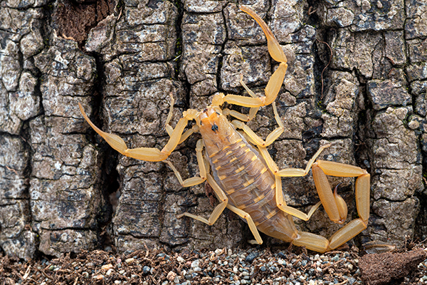 Scorpion Control in Mesa