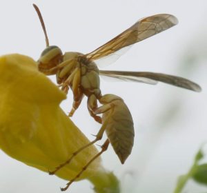 Golden Paper Wasp in Arizona