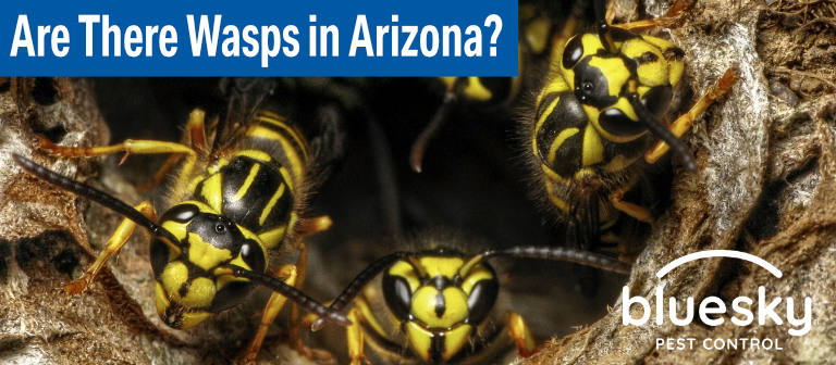 Are There Wasps in Arizona?
