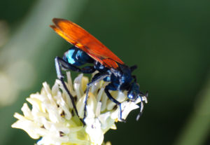 Tarantula Hawk