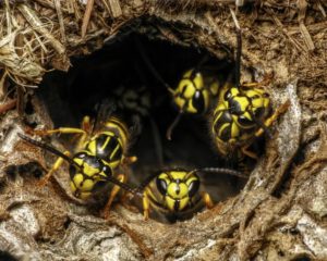 Yellow Jacket Wasps