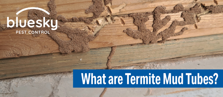 What Are Termite Mud Tubes?