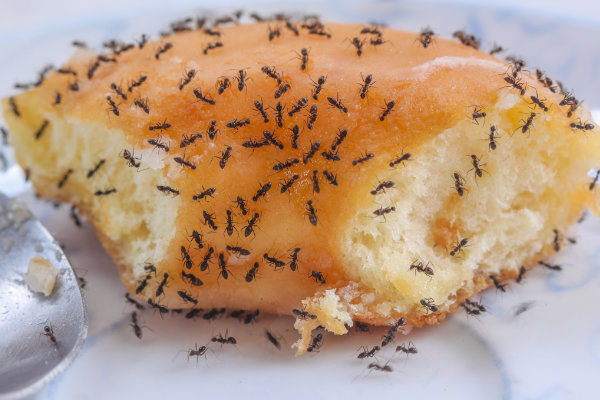Ants on Donut