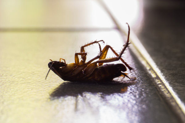 Dead Cockroach in Scottsdale AZ