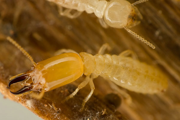 Termites in Chandler AZ