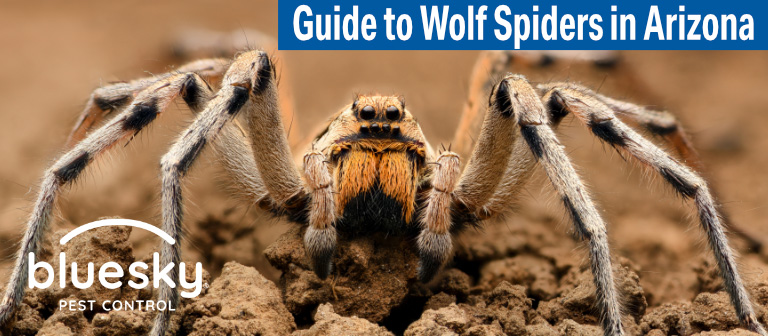 Spiders  Facts & Identification, Control & Prevention