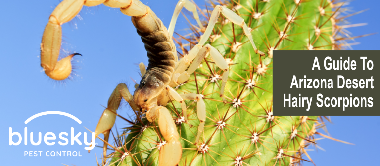 A Guide To Arizona Desert Hairy Scorpions
