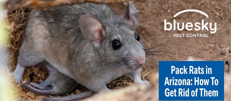 Unpacking the Arizona Packrat - Burns Pest Elimination