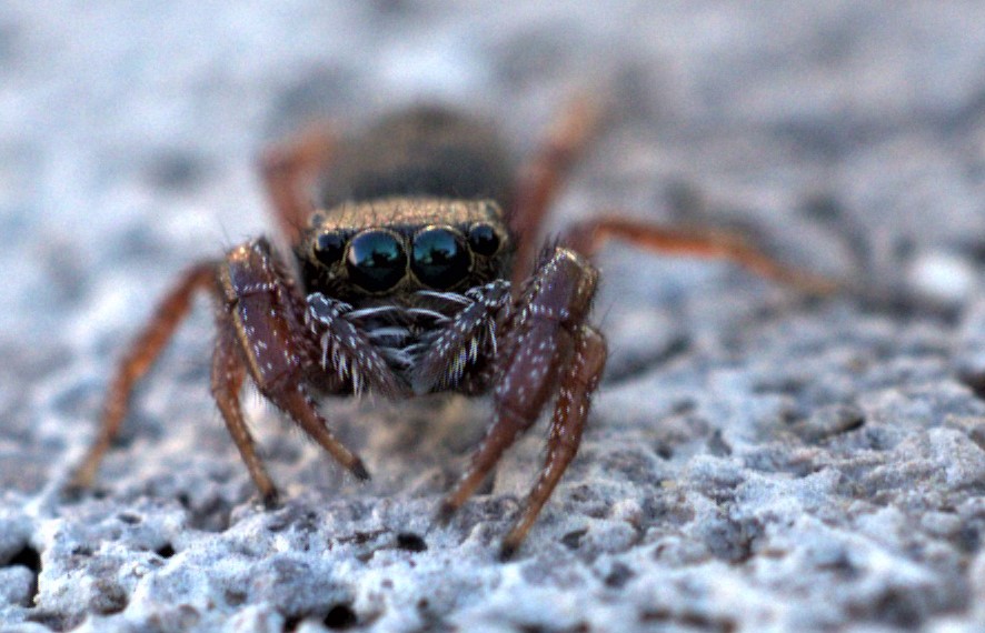 The Occasional Invader Jumping Spider