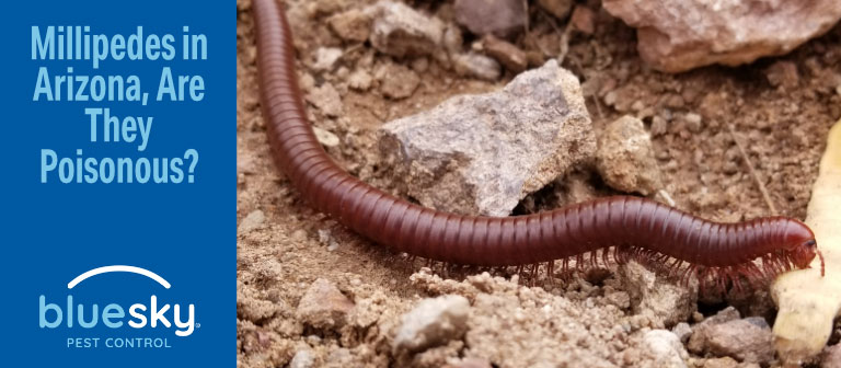 Millipedes In Arizona: Are They Dangerous