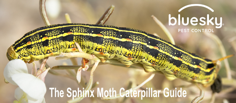 The Sphinx Moth Caterpillar Guide: Are They Dangerous?