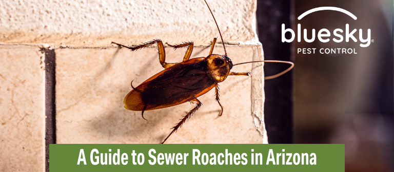 A Guide To Sewer Roaches In Arizona