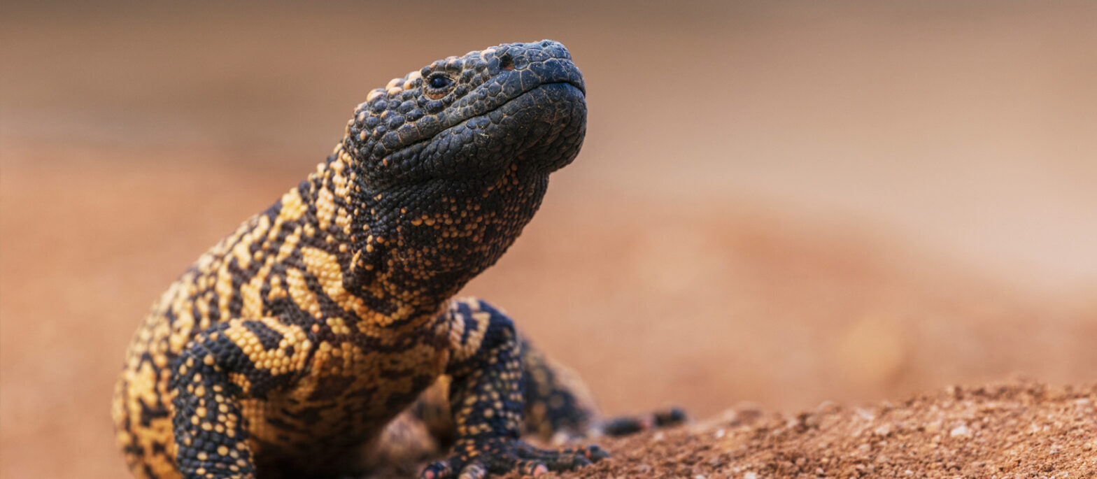 The Guide to Arizona’s Most Painful Bites & Stings