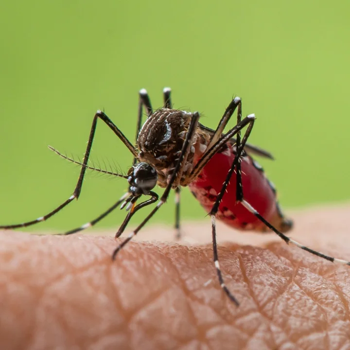 Aedes aegypti
