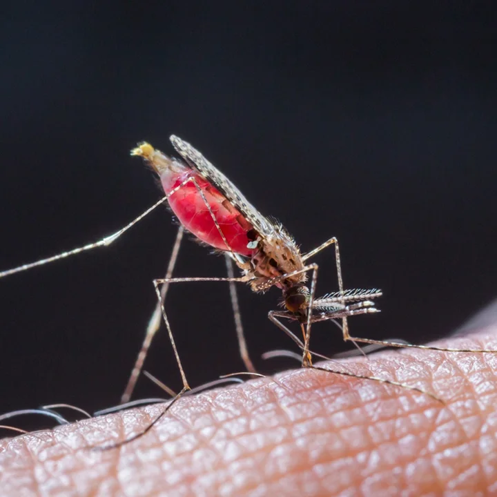 Anopheles Species