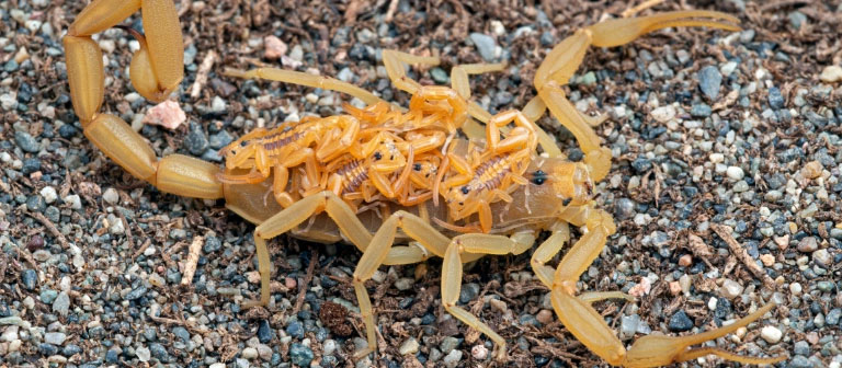 What to Do If You Find a Baby Scorpion at Home?