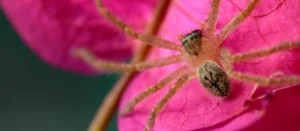 Arizona Huntsman Spider