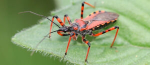 Assassin Bug in Arizona