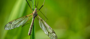 Crane Fly