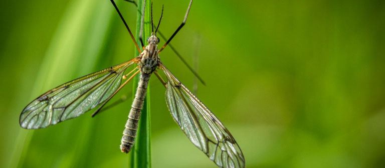Mosquito Hawk or Just a Harmless Bug? The Truth About Crane Flies
