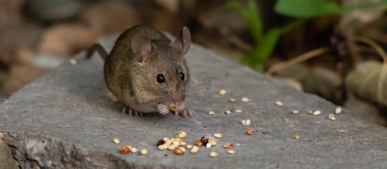 The Guide to Rats & Mice in Arizona: How to Keep Them Out of Your Home