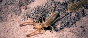 Camel Spider in Arizona