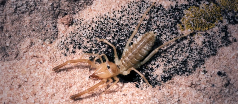 Camel Spiders: Arizona’s Fast-Moving Desert Hunter